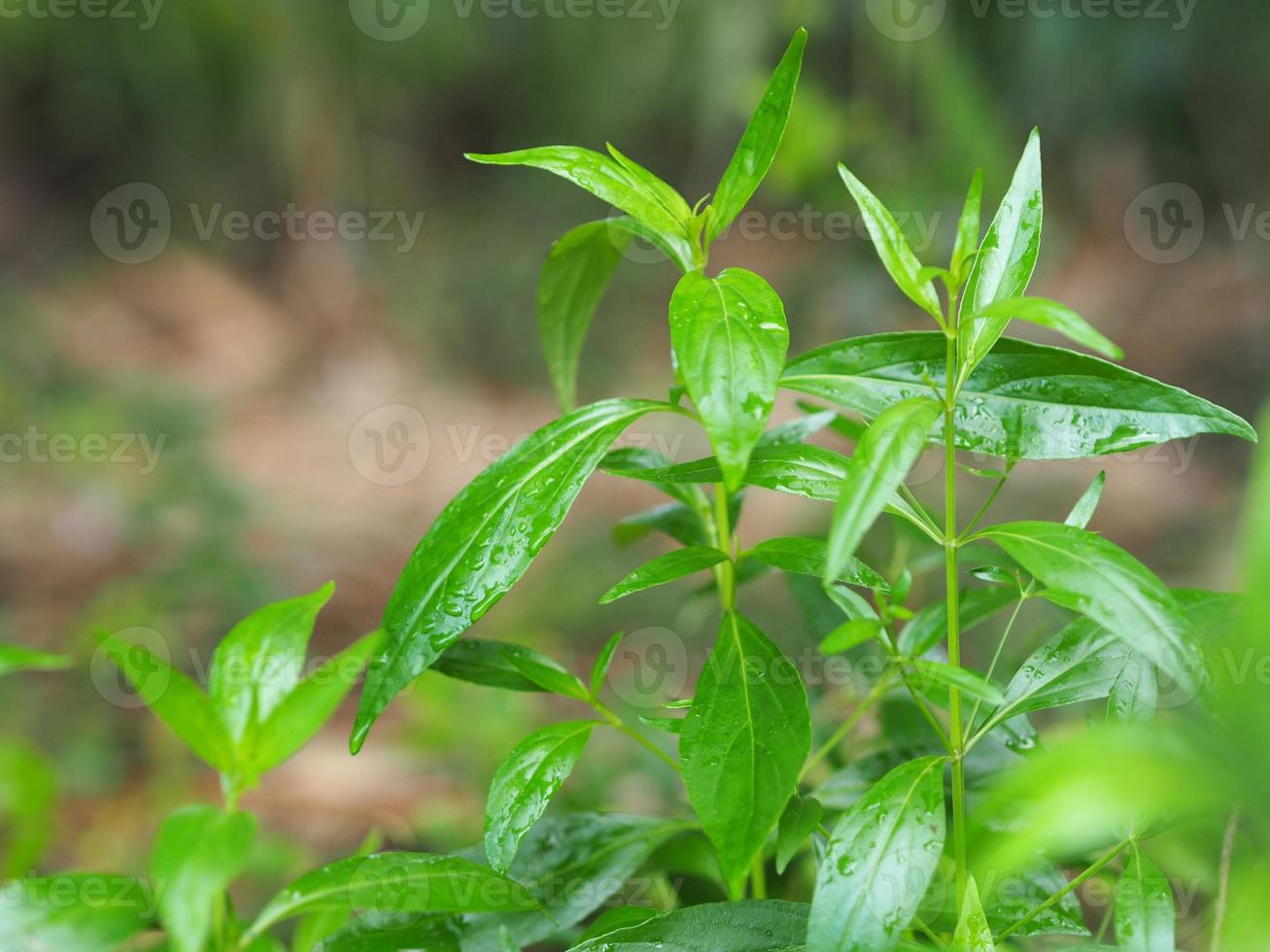 King of bitters Andrographis paniculata Burm, Wall. Ex Nees, Fah Talai jhon, Thai herbs relieve sore throat, reduce fever, heat up the cold green leaves vegetable nature protect coronavirus, covid-19 photo