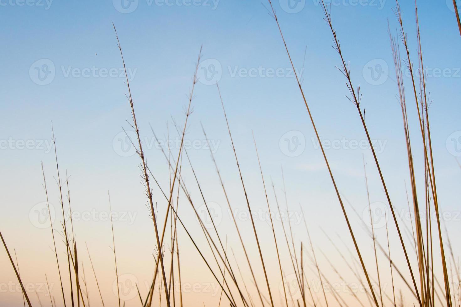 Dried stalk of grass and clear evening sky photo