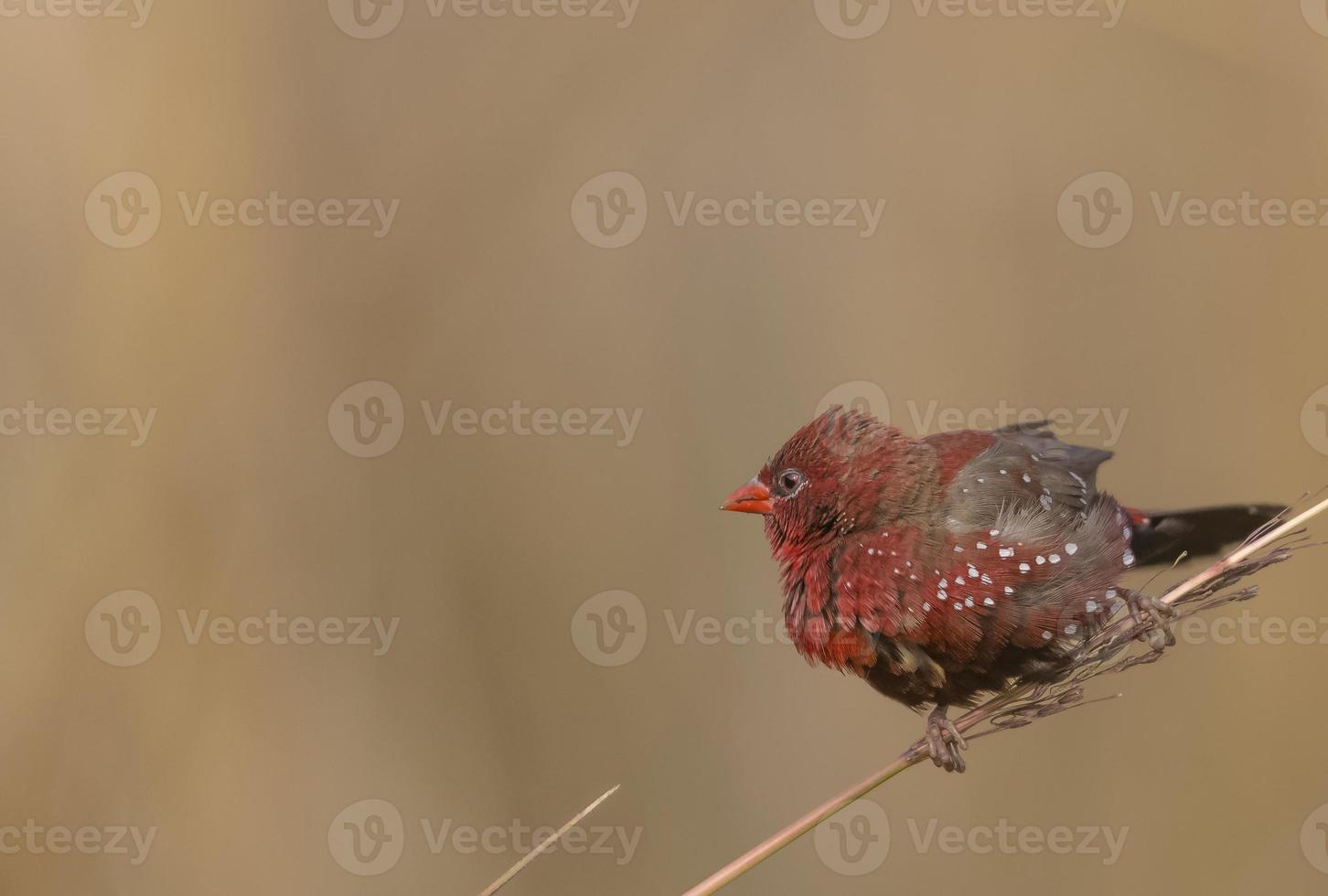 Red avadavat or Amandava amandava male bird perching on dry bushes in the forest. photo