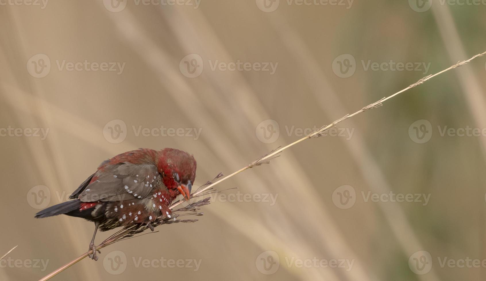 Red avadavat or Amandava amandava male bird perching on dry bushes in the forest. photo