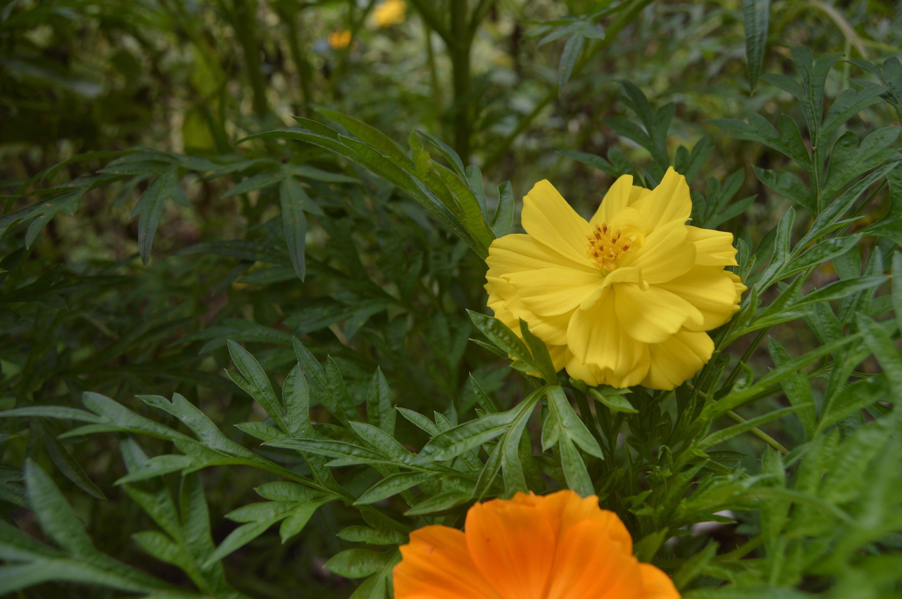 flowers blooming beautifully in the garden 9257652 Stock Photo at Vecteezy