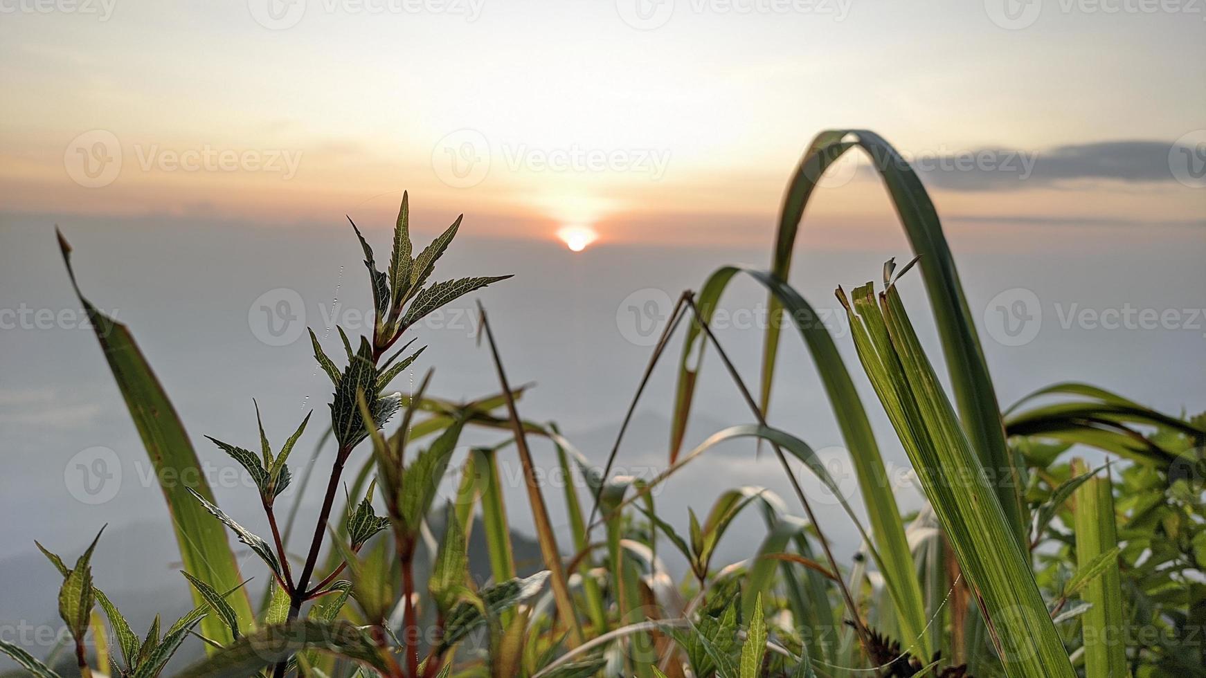 grass in the sunset photo