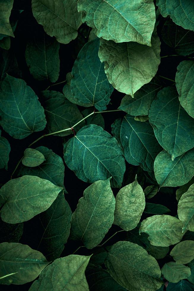 green plant leaves in the nature in spring season, green background photo