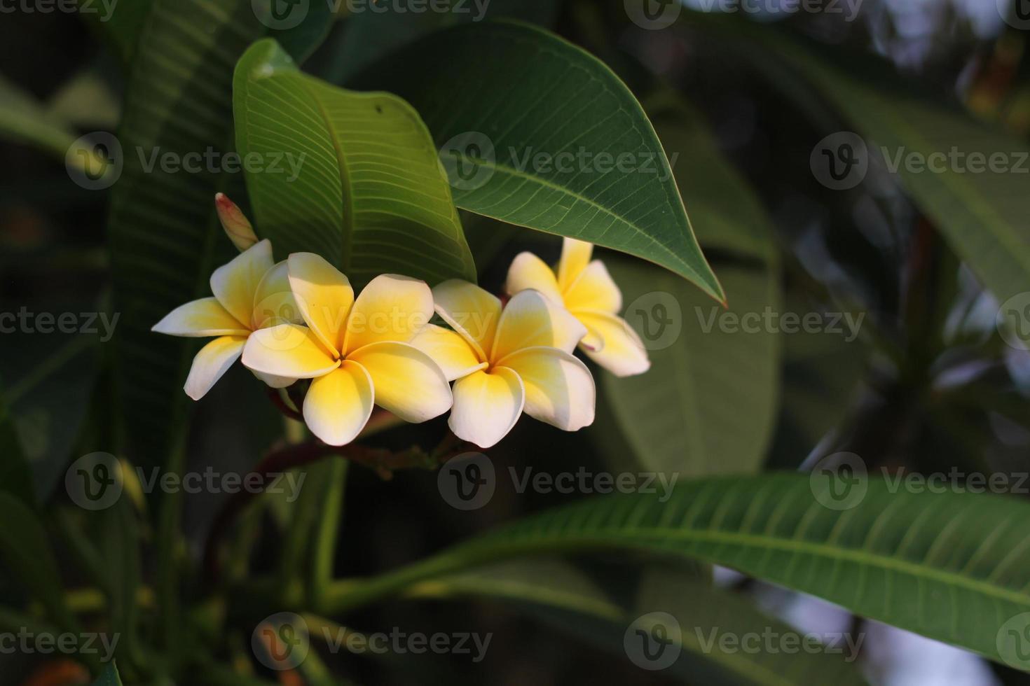 Yellow plumeria flowers blooming photo