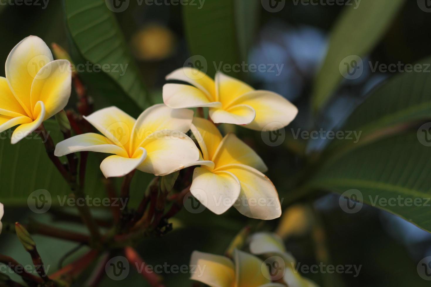 Yellow plumeria flowers blooming photo