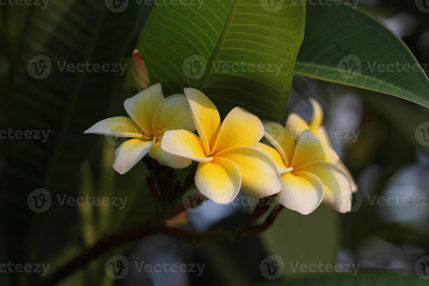 Yellow plumeria flowers blooming photo