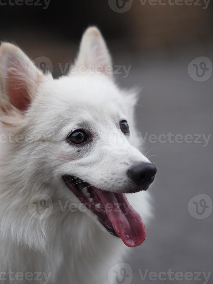 White dog,Japanese spitz photo