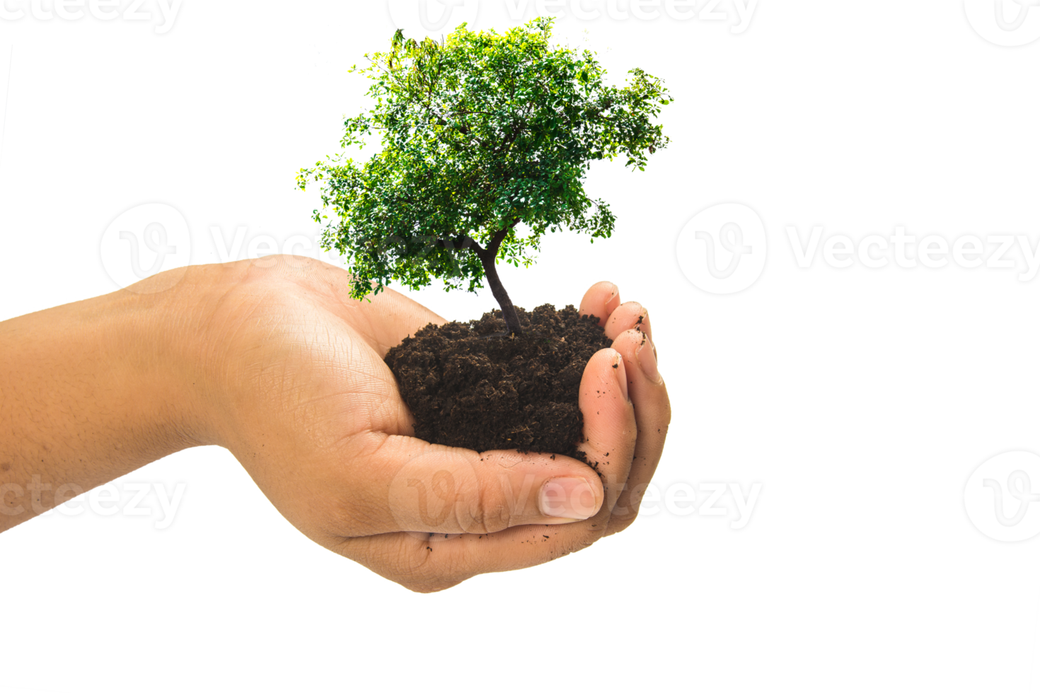 Hands holding a green young plant,small tree isolate background png