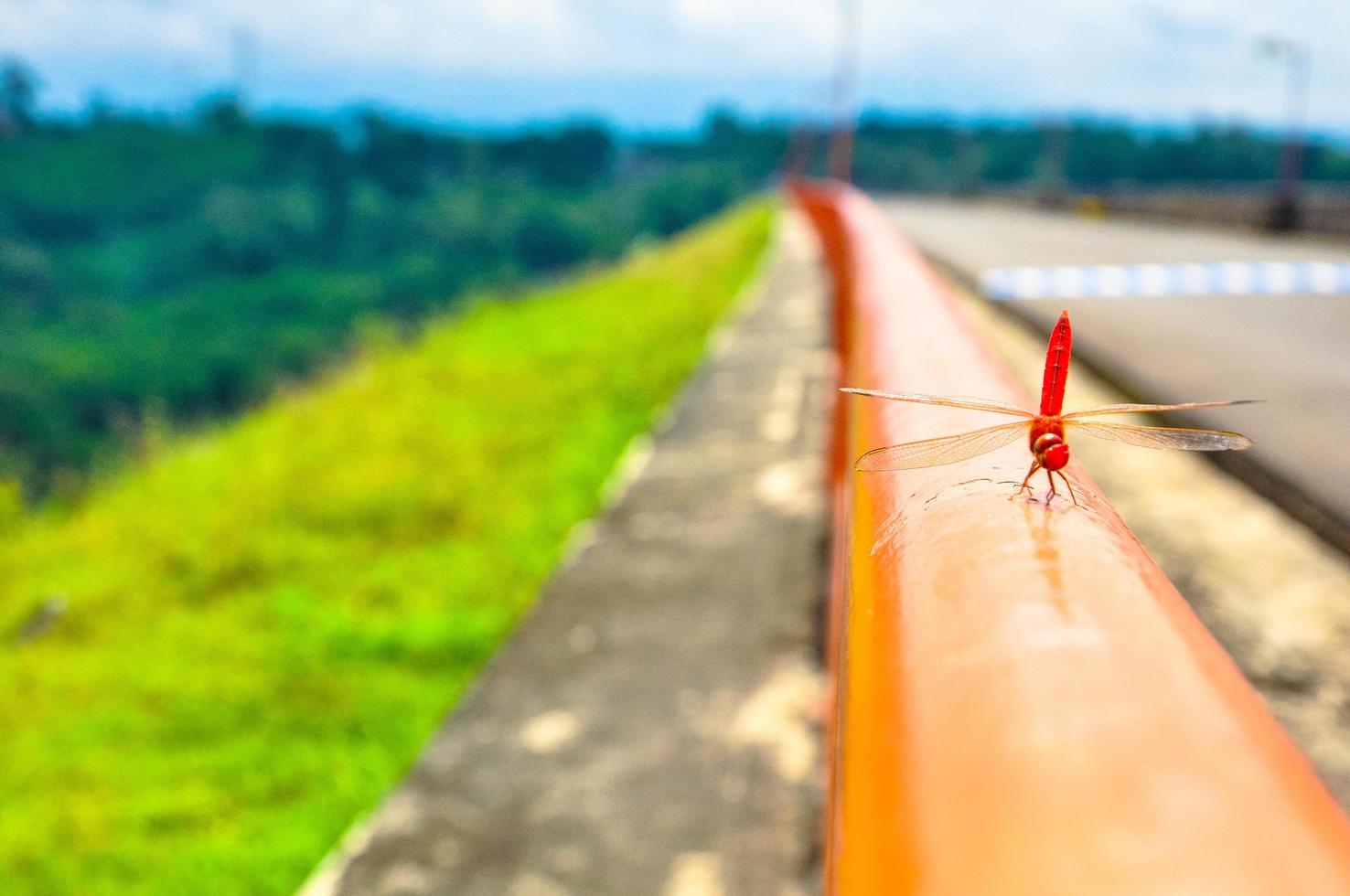 dragonflies on the iron fence photo