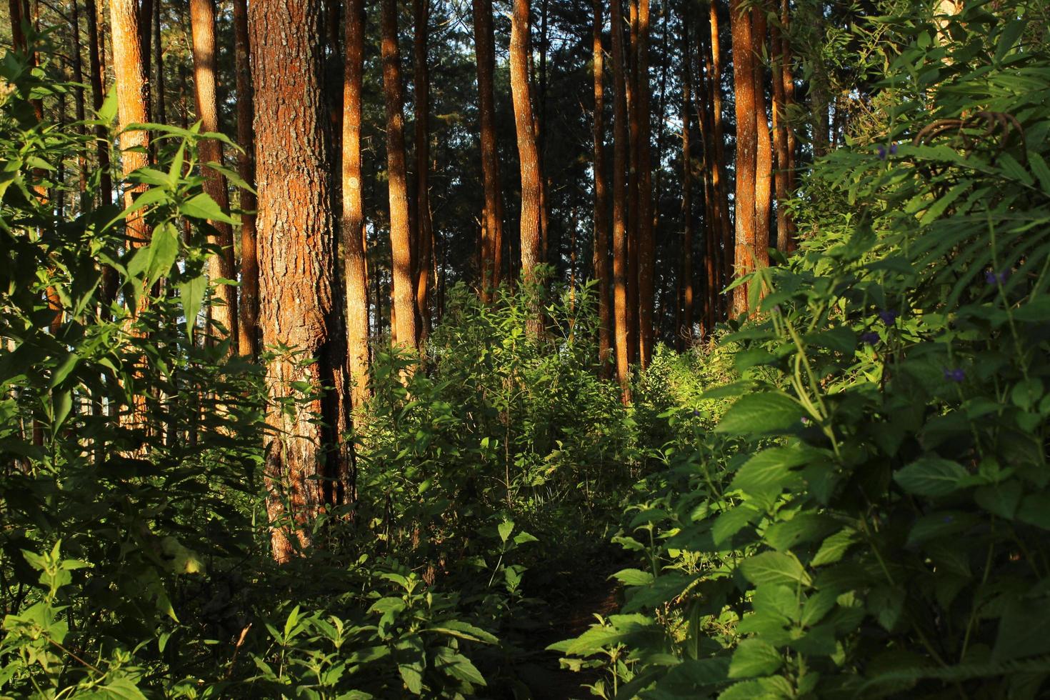 Beautiful pine tree forest background photo