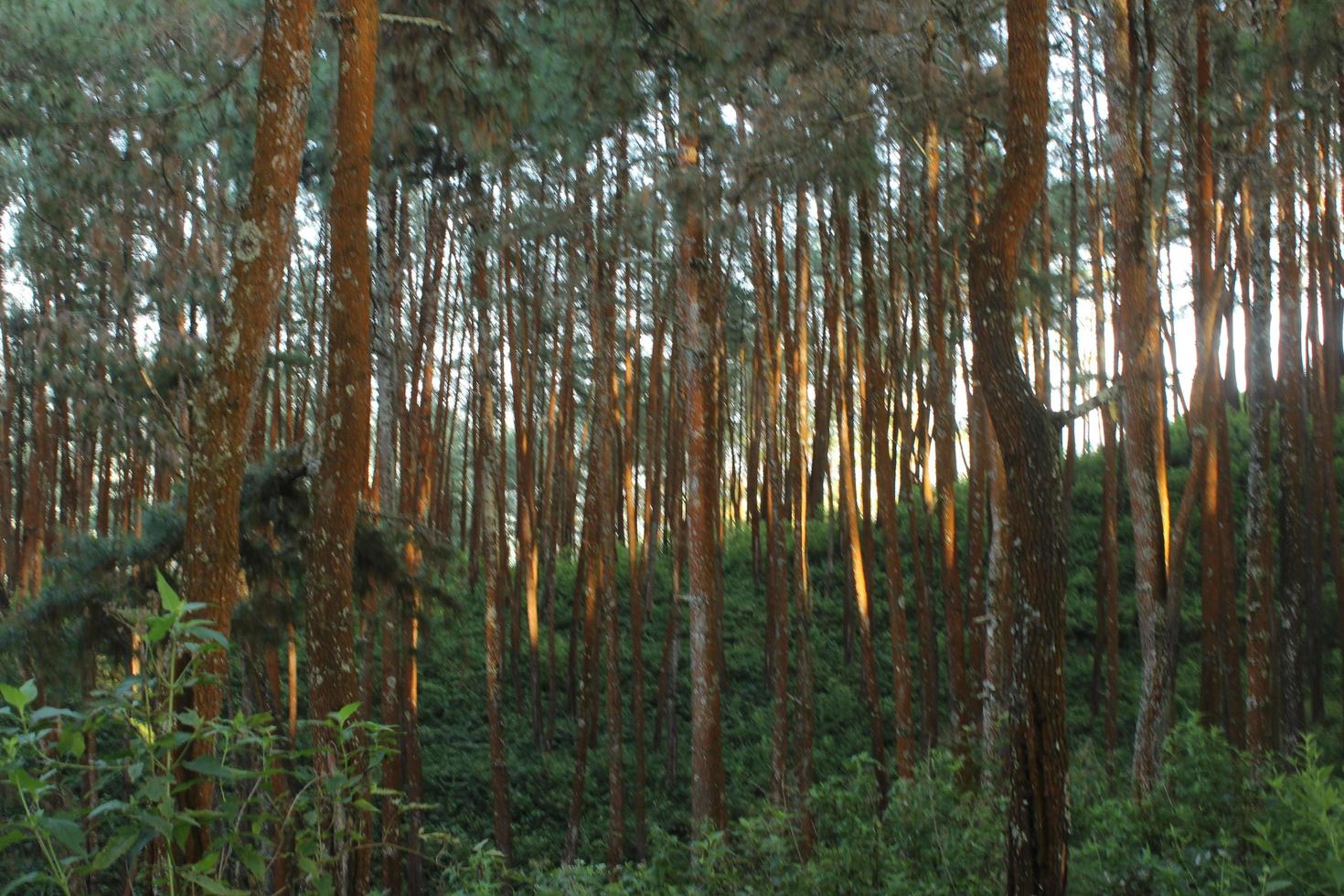 Beautiful pine tree forest background photo