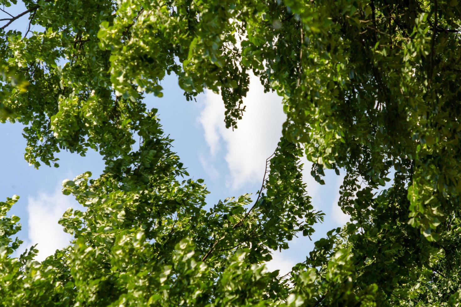 Tree branches creates heart shape photo