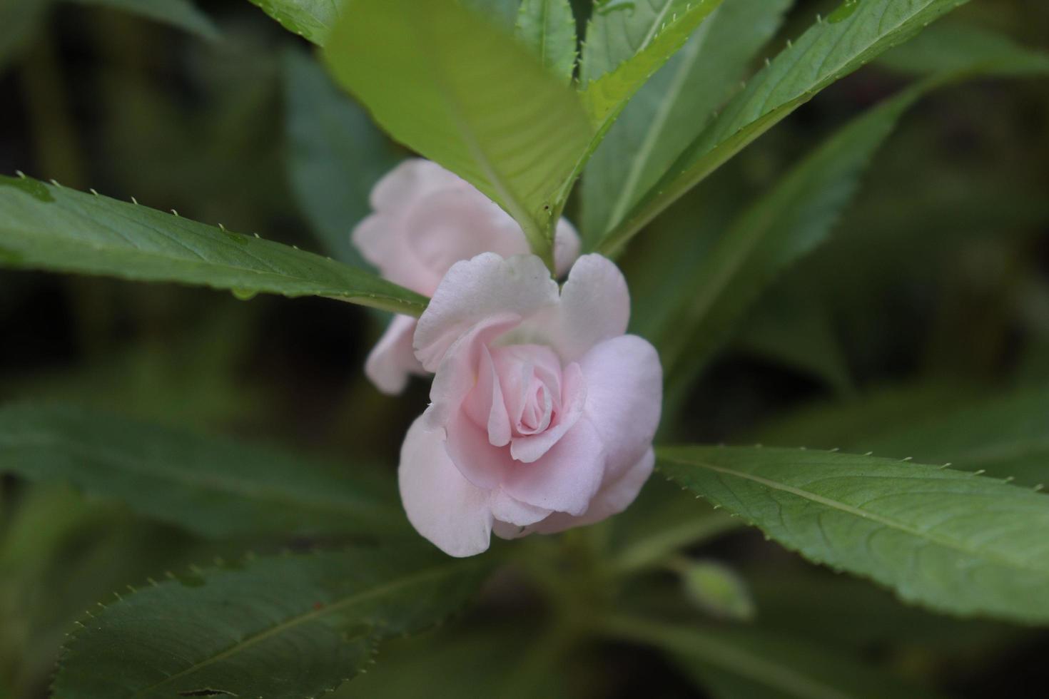pink flower on tree photo