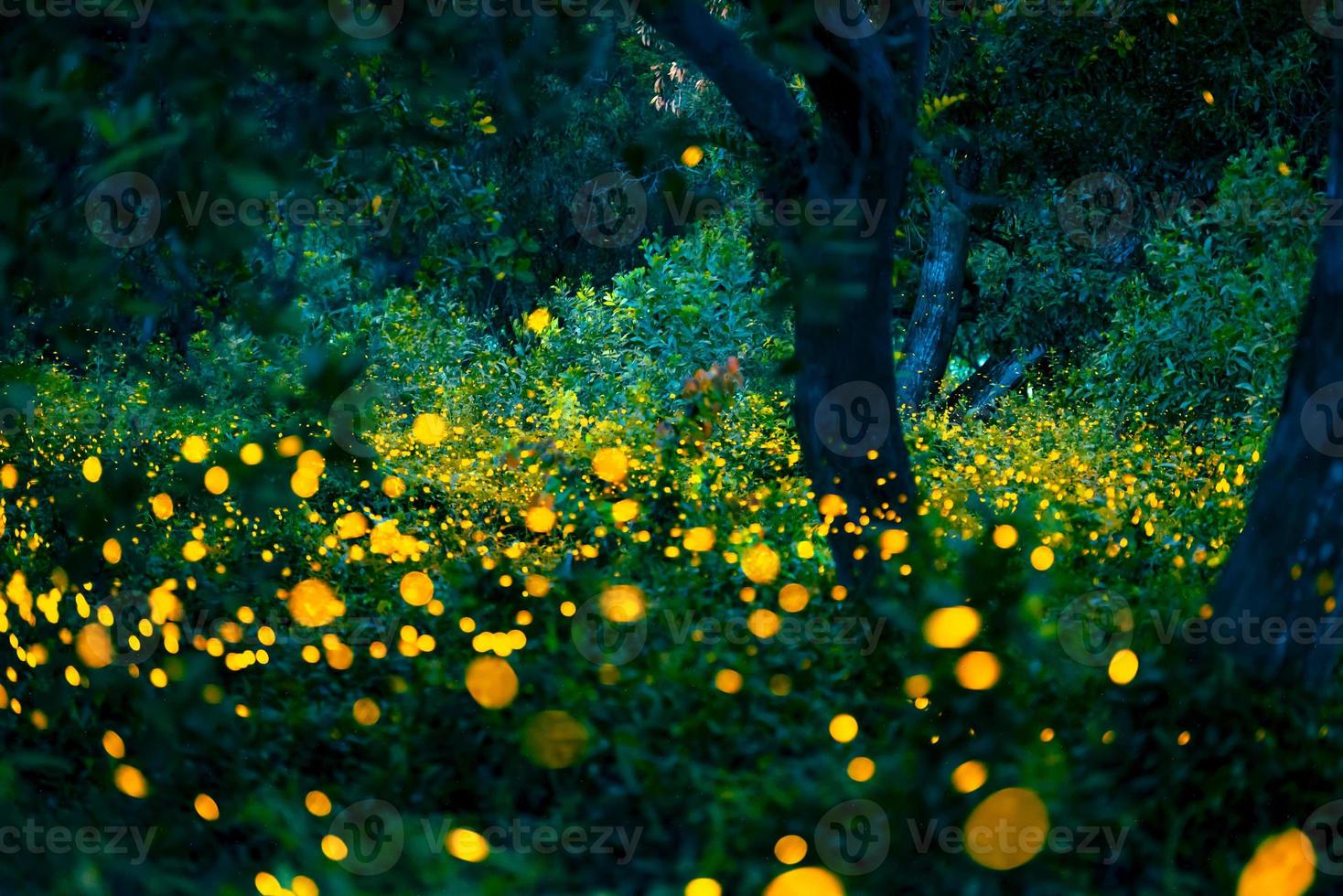 Firefly flying in the forest. Fireflies in the bush at night at Prachinburi, Thailand. Bokeh light of firefly flying in forest night time. Long exposure photos at night have noise, selective focus.