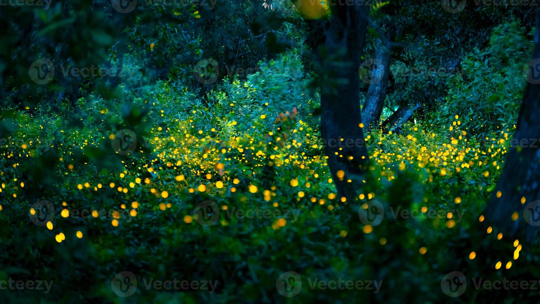 Firefly flying in the forest. Fireflies in the bush at night at Prachinburi, Thailand. Bokeh light of firefly flying in forest night time. Long exposure photos at night have noise, selective focus.