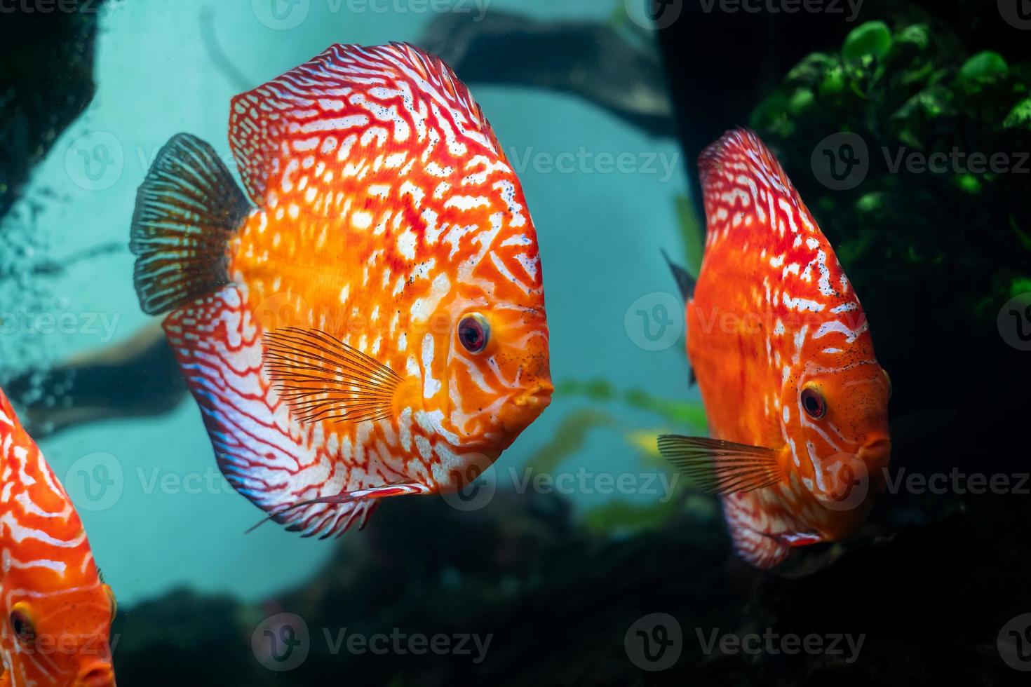 disco colorido, peces pompadour están nadando en la pecera. symphysodon aequifasciatus es un cíclido americano nativo del río amazonas, américa del sur, popular como pez de acuario de agua dulce. foto