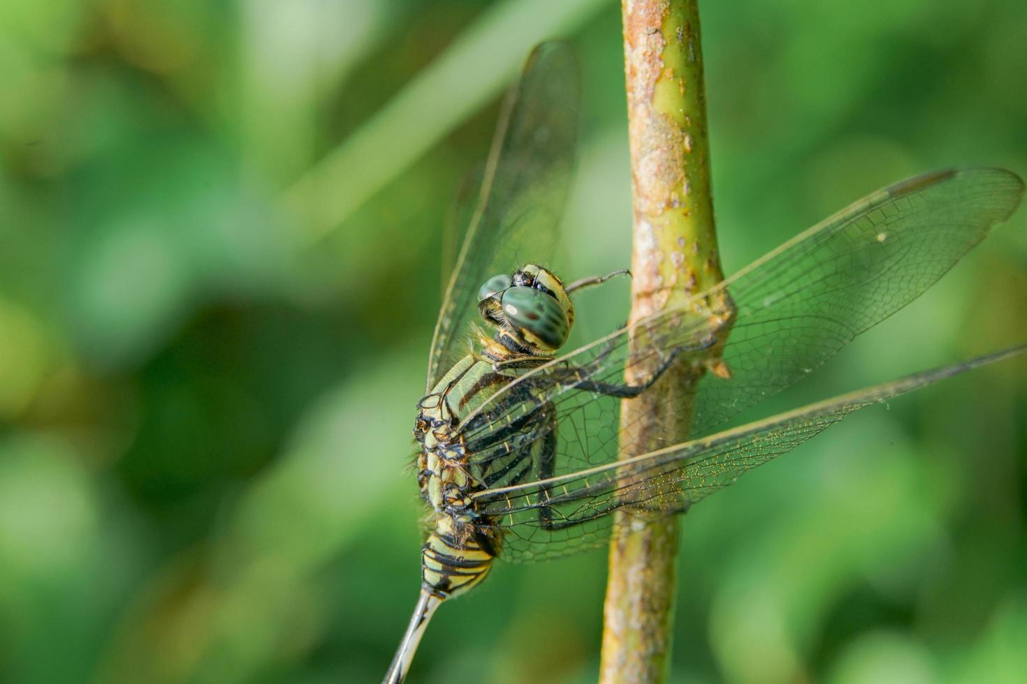 picture of a dragonfly perched on a tree trunk with blurry background focus on his eyes, macrophotography photo