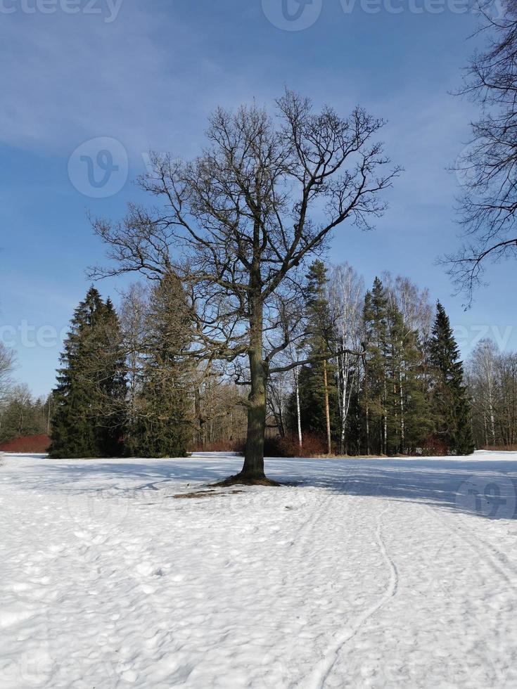 primavera en el parque pavlovsky nieve blanca y árboles fríos foto