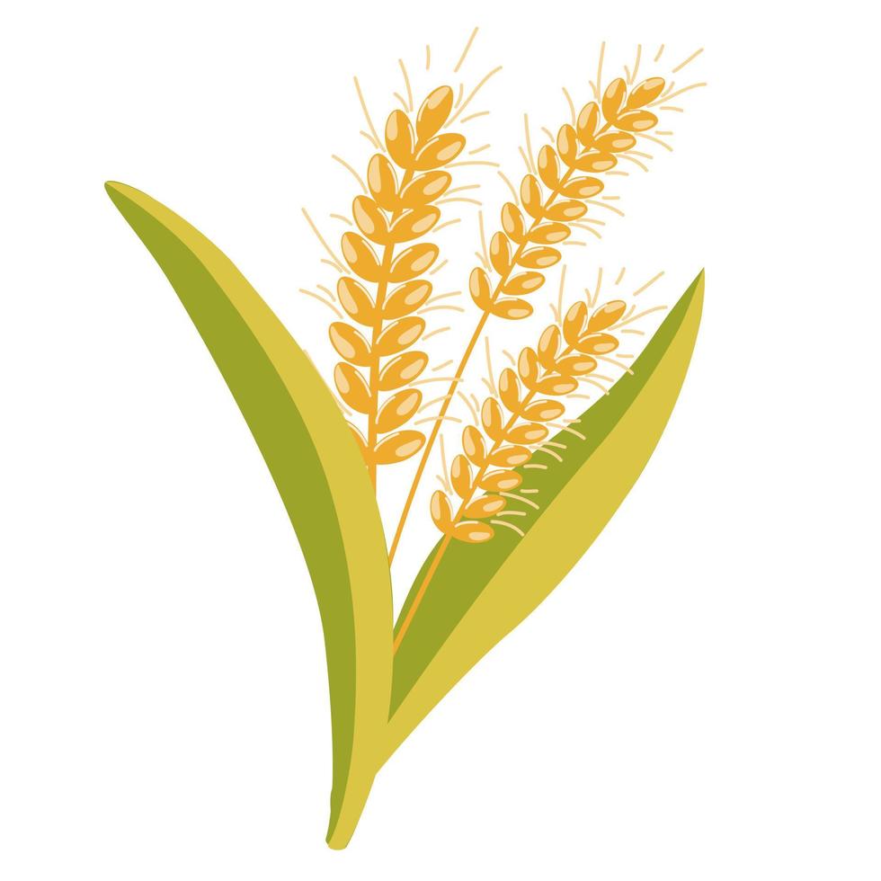 Wheat. Oatmeal bouquet. Wheat spikelets. Wheat, rye, rye ear, symbol of farming, bread, harvest. Whole stems, an organic vegetarian element of food packaging. Vector flat illustration.