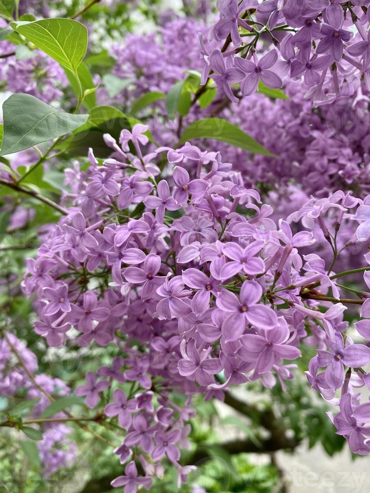 Photos of blooming lilacs. Beautiful lilac bush closeup. 9258681 Stock