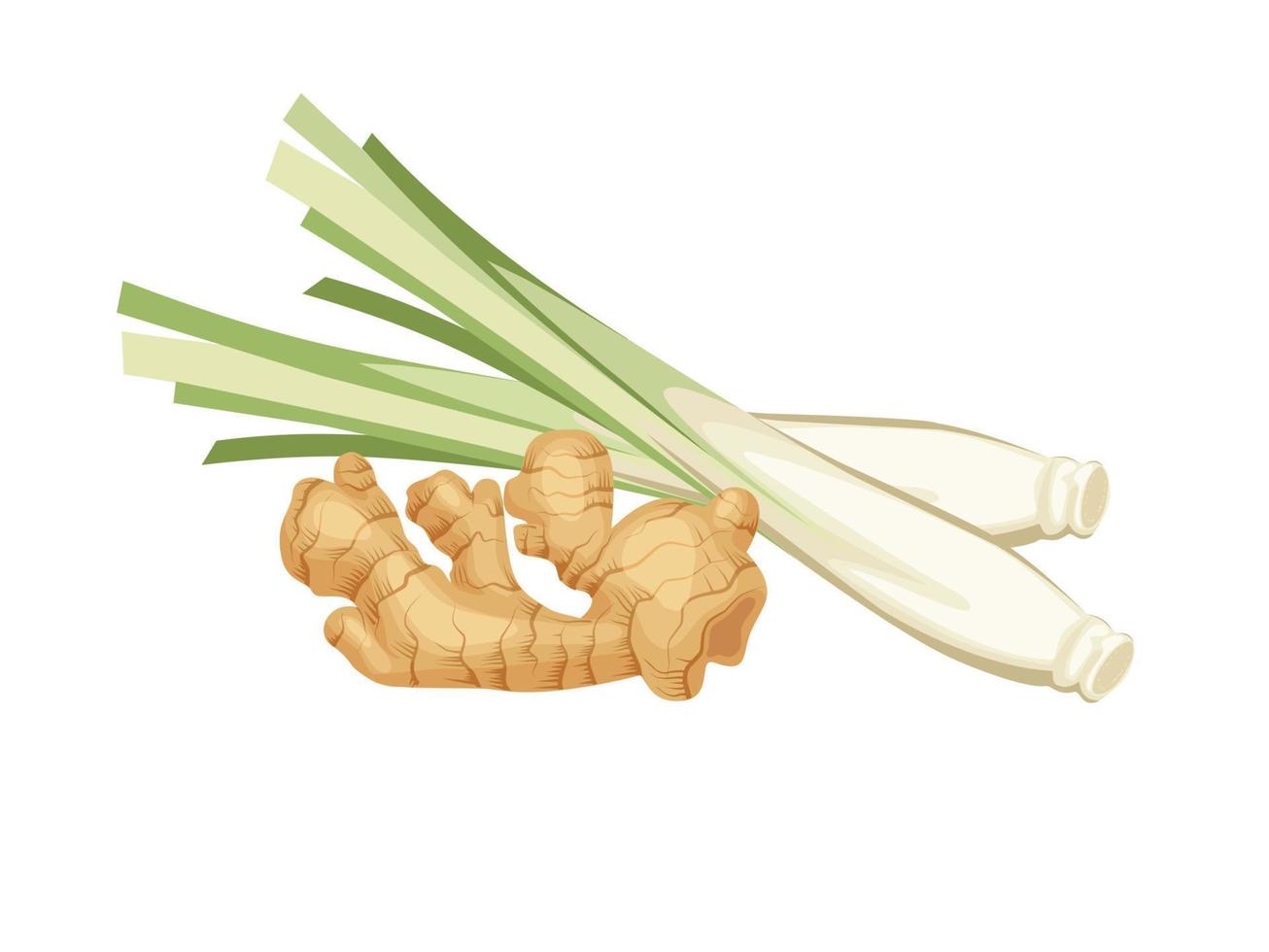 Vector illustration of lemongrass and ginger, isolated on a white background.