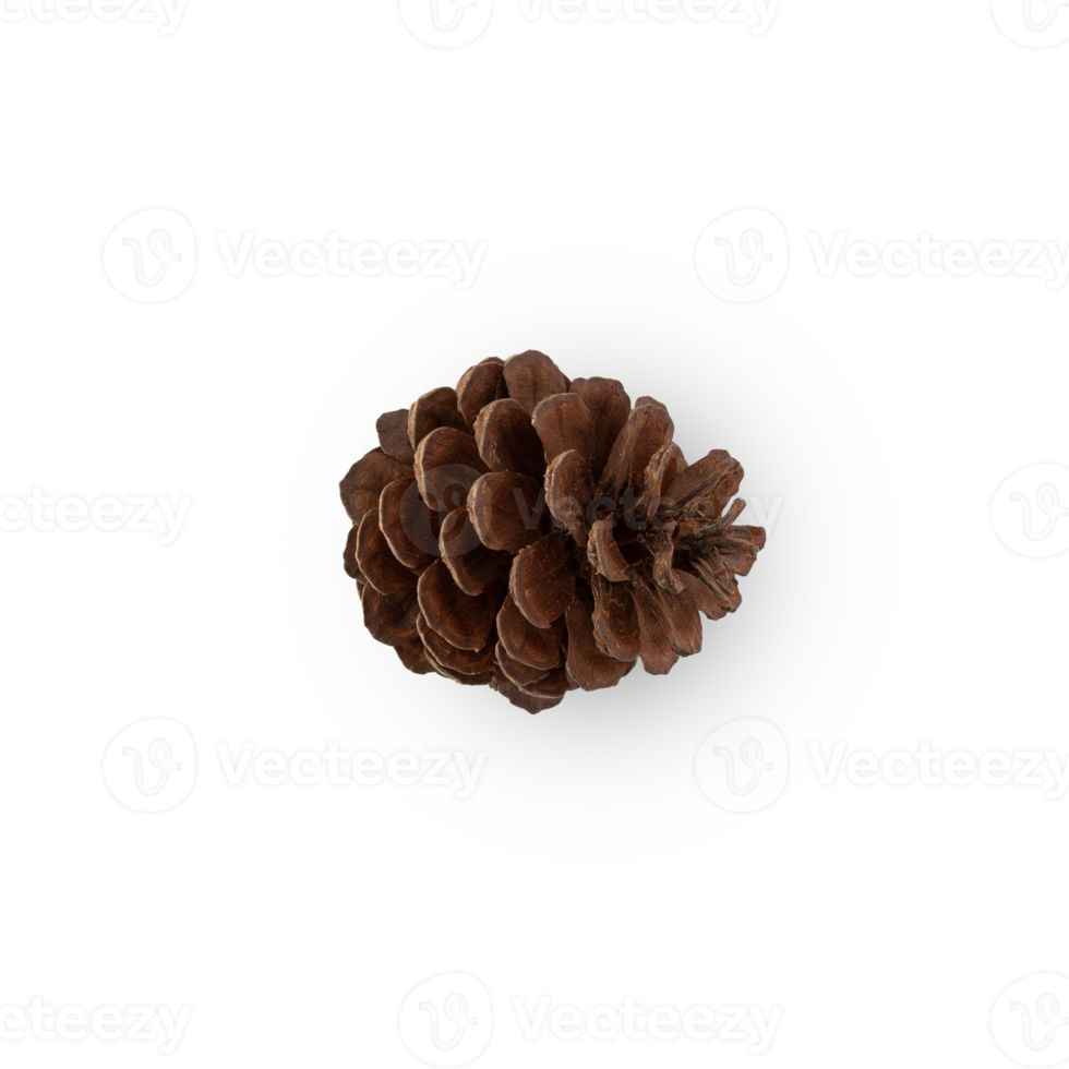 Pine cone cutout, Png file