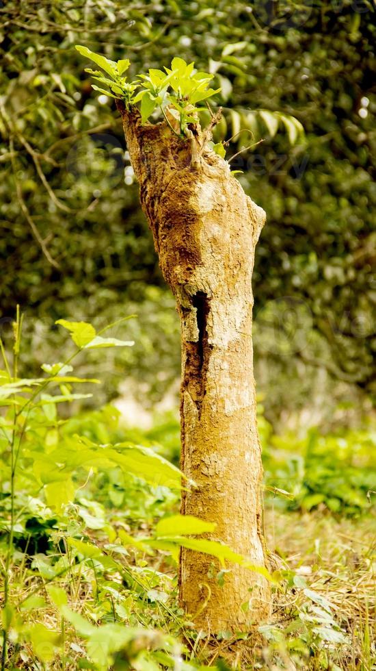 Old tree growing new leaves in the forest photo