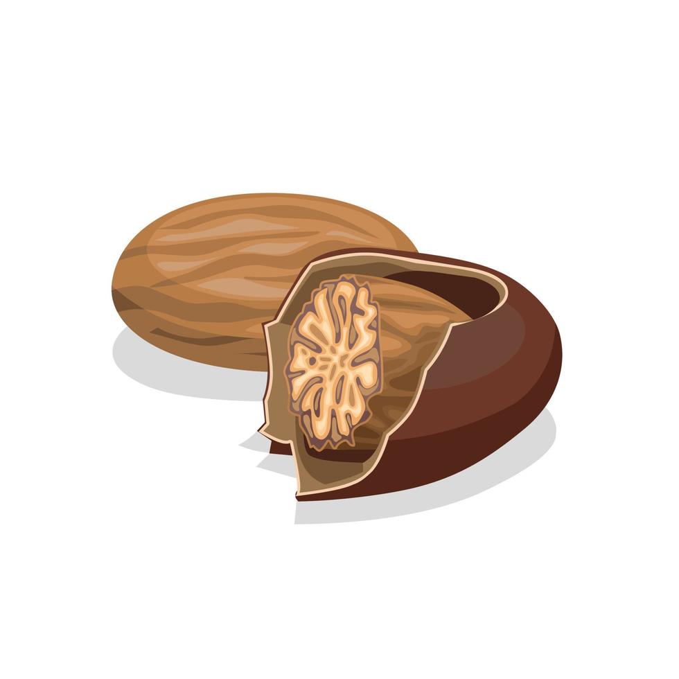 Vector illustration of a nutmeg in a shell, isolated on white background.