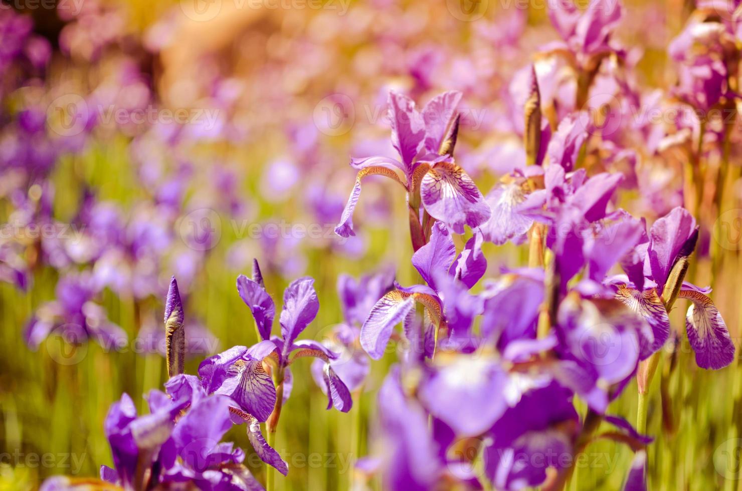 flores de color azul violeta de iris silvestre, cubiertas con gotas de lluvia de verano, sobre un fondo verde foto