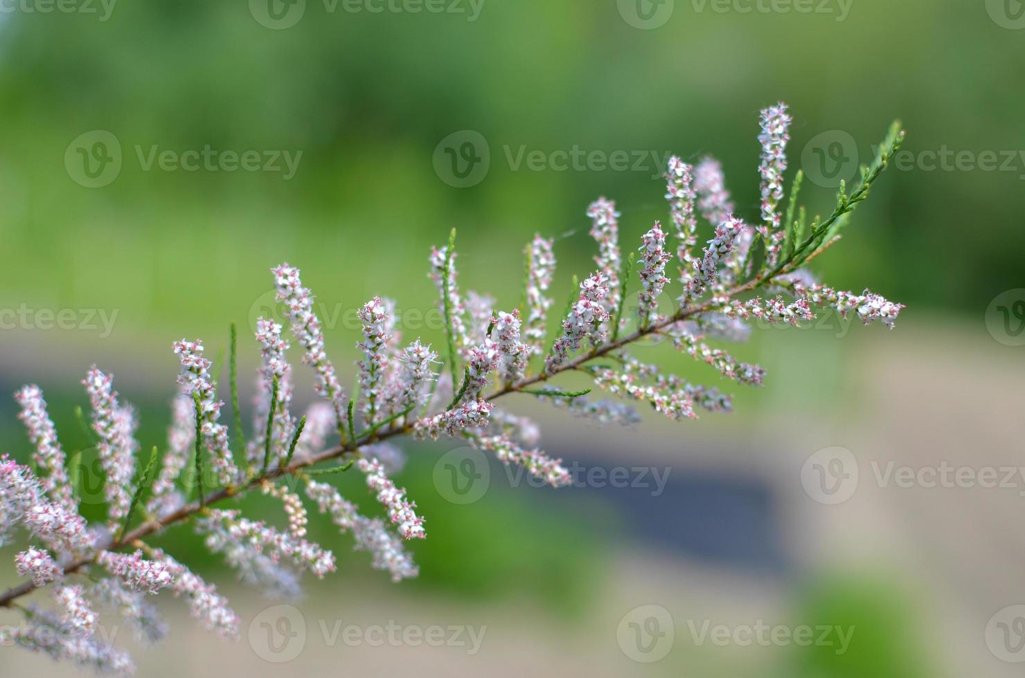 Branch of a pink Tamarix blooming on a turquoise background photo