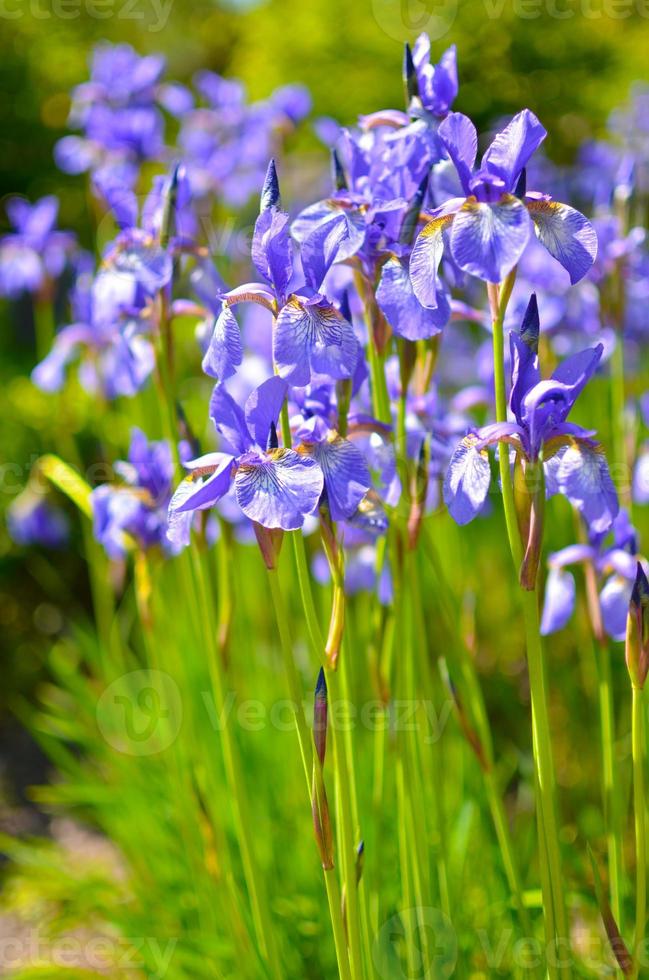 flores de color azul violeta de iris silvestre, cubiertas con gotas de lluvia de verano, sobre un fondo verde foto