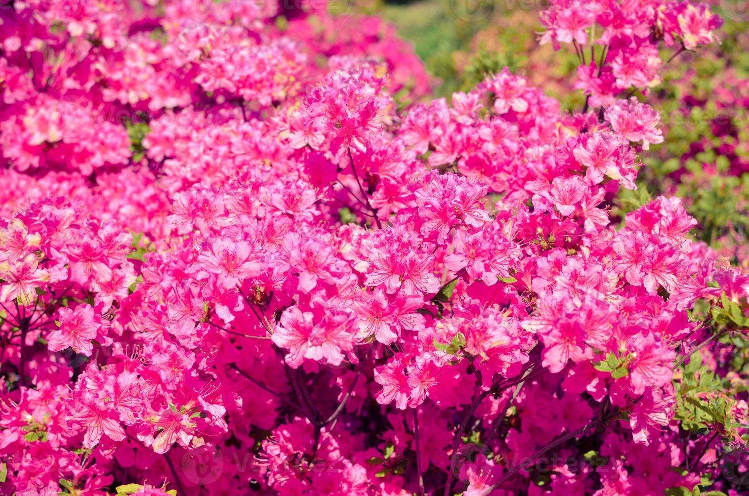 pradera floreciente con flores rosas de arbustos de rododendro foto