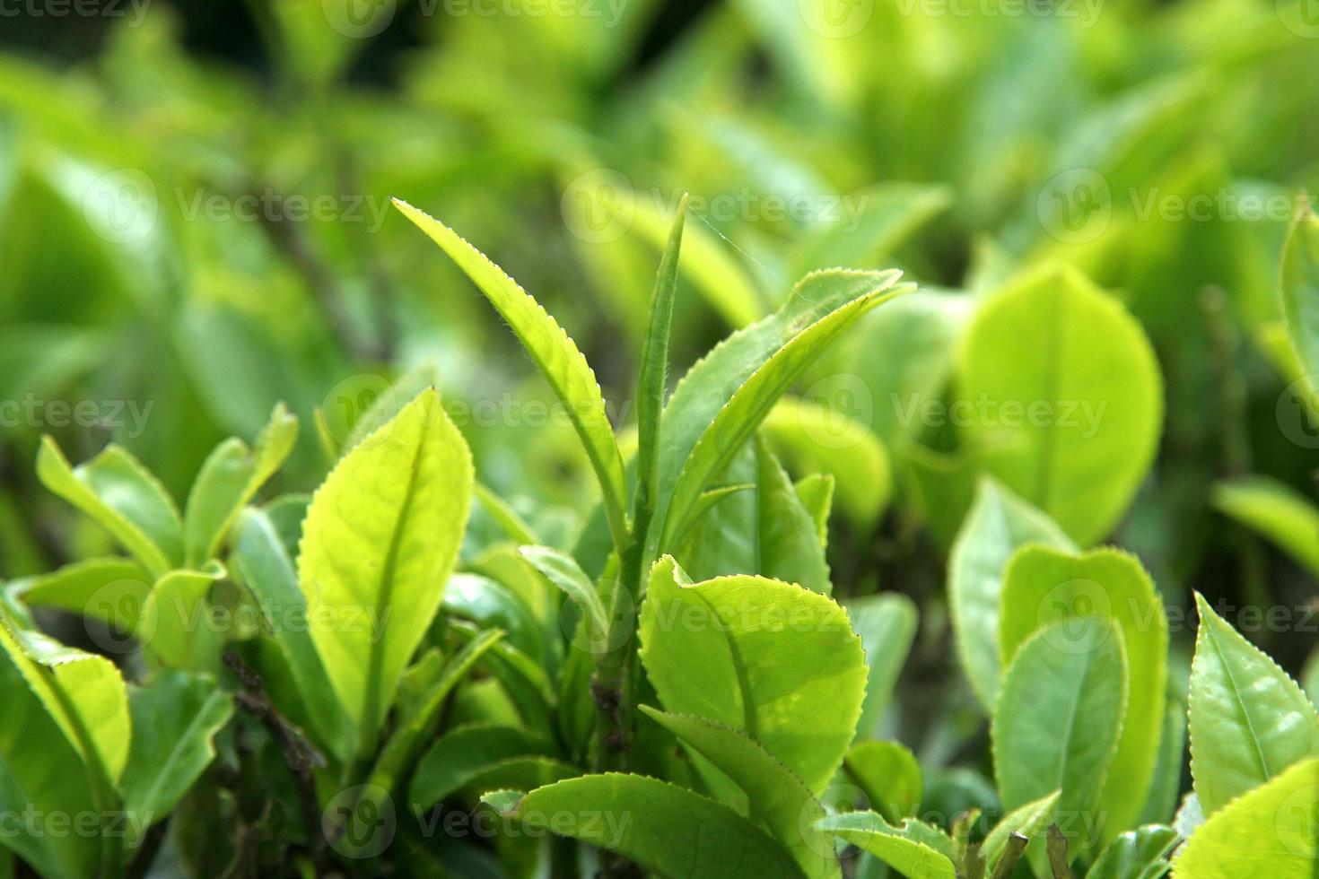 Close-up of Tea Leaves photo
