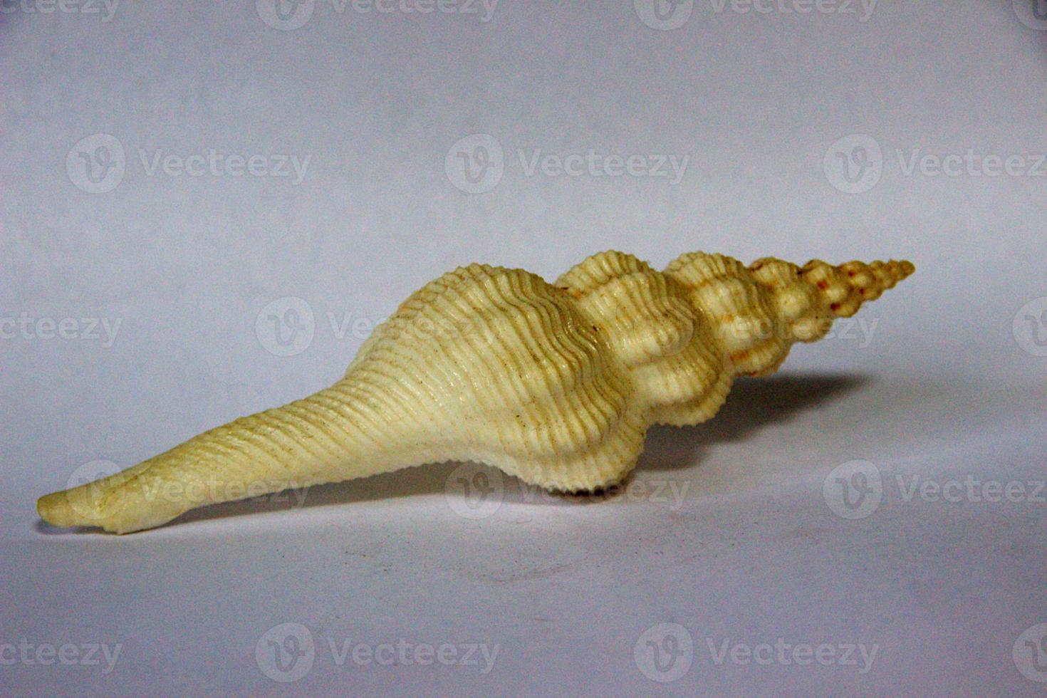 Slim and Long Body of Shankh photo