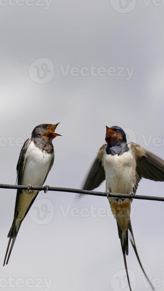 Primer plano de un majestuoso pájaro golondrina adulto también conocido como ala de sierra foto