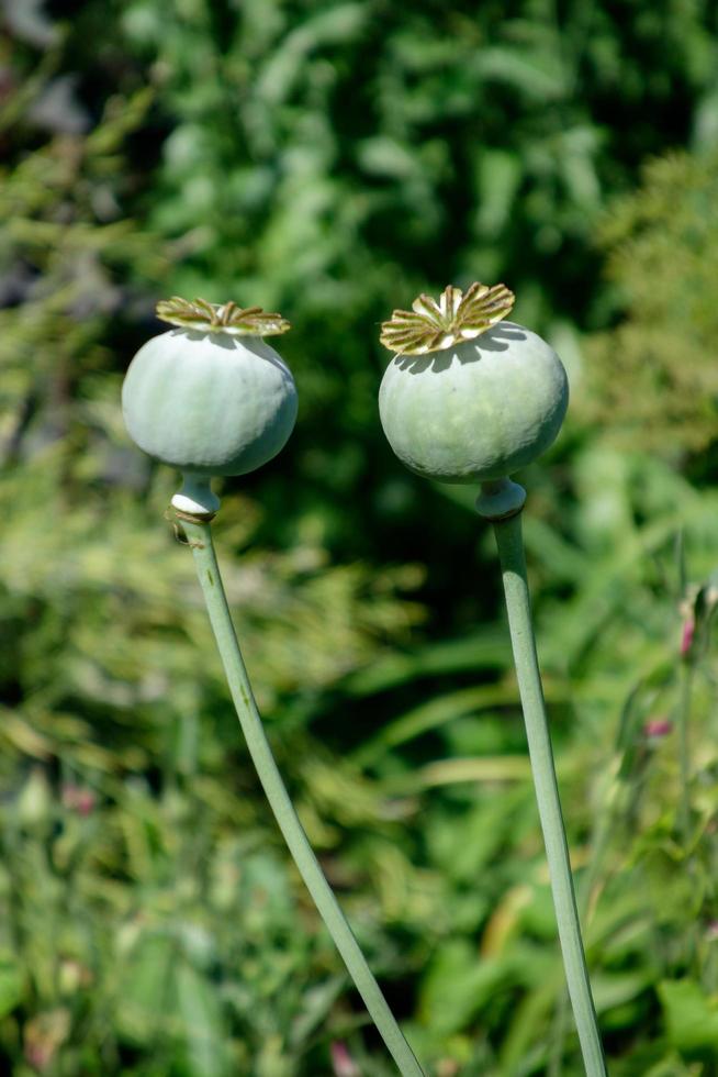 Seed pods of the Giant Opium Poppy Pionvallmo photo