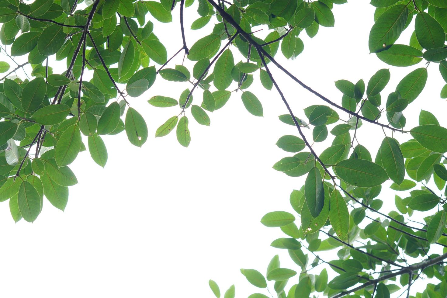 Green leaf and branches on white background photo