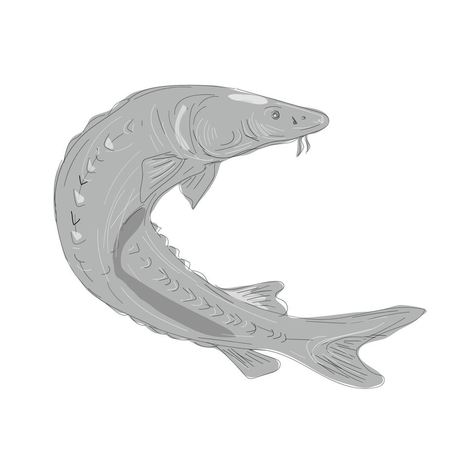 Lake Sturgeon Swimming Up Drawing vector