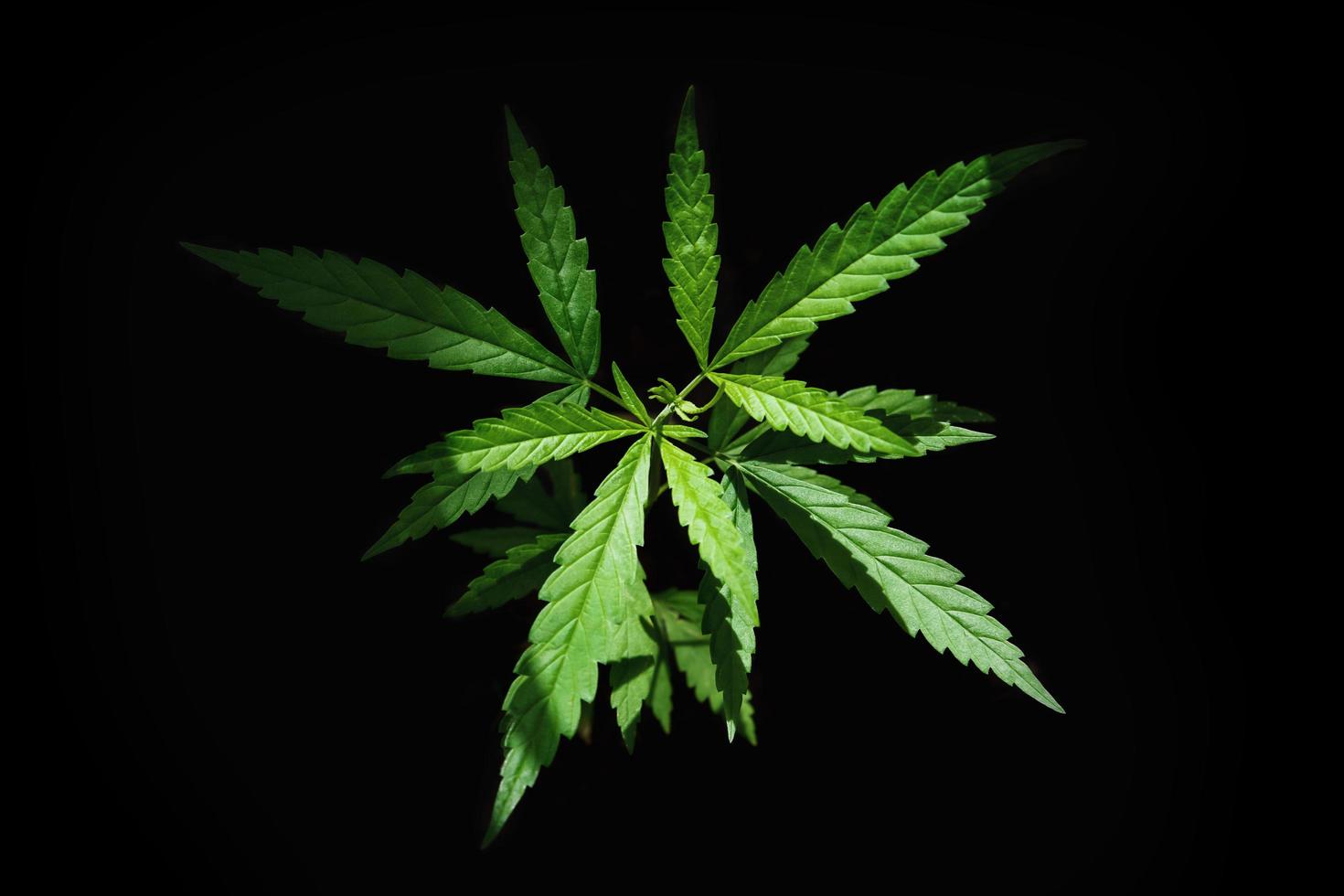 aislado de hoja de cannabis fresco sobre fondo negro foto