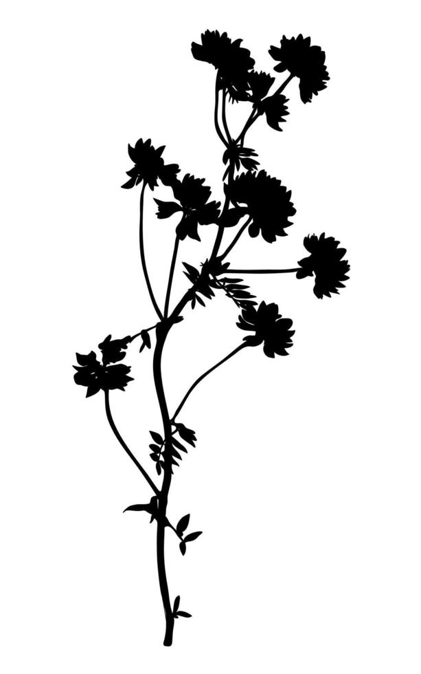 Wildflower silhouette isolated on white background. Meadow flower ...