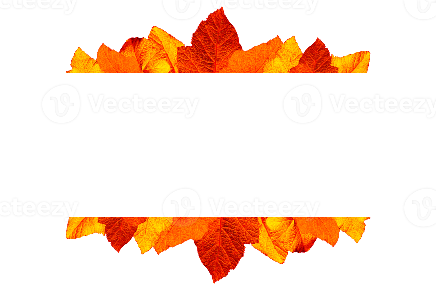 leaves on top view isolated background png