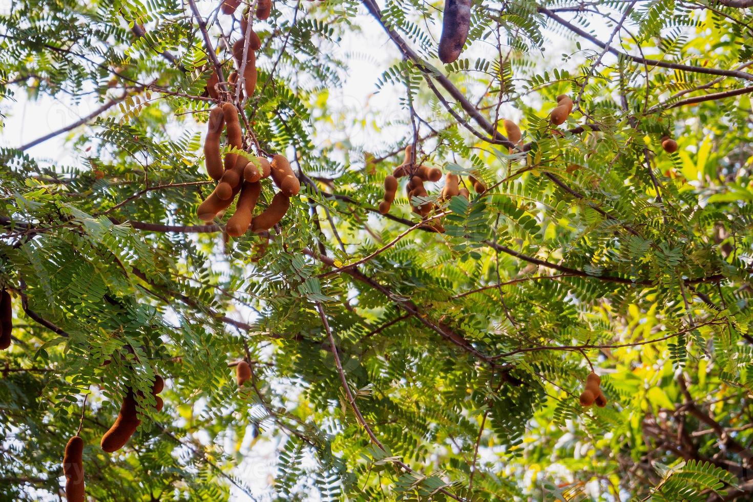 Tamarind on tree photo