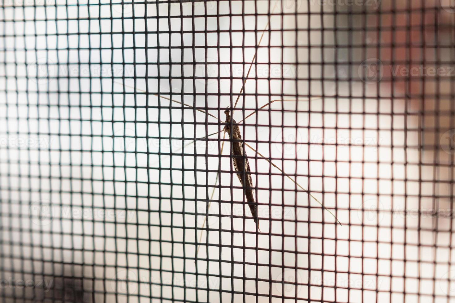 mosquito net wire screen on house window protection against insect photo