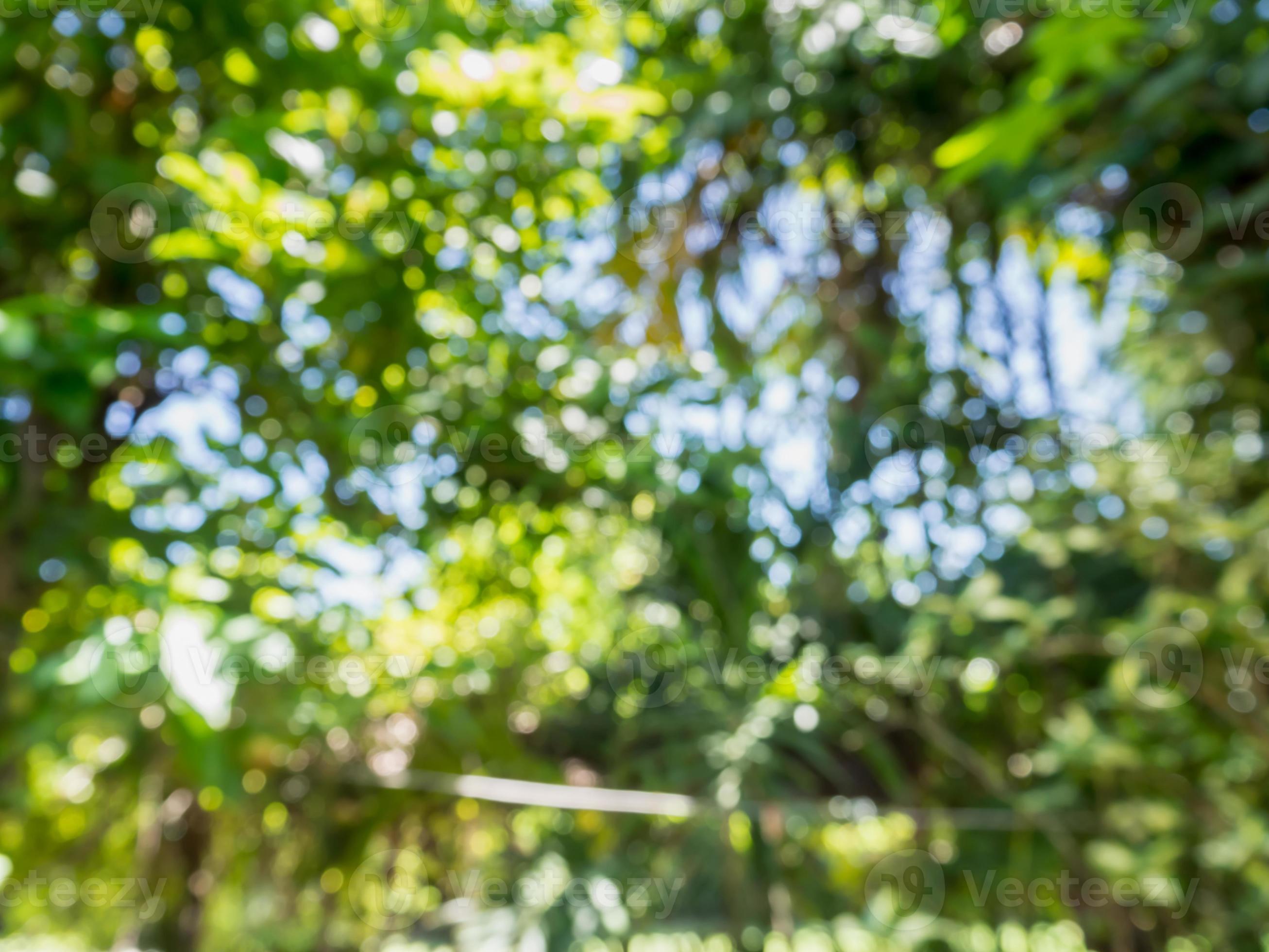 Blur green leaf bokeh background 9261112 Stock Photo at Vecteezy