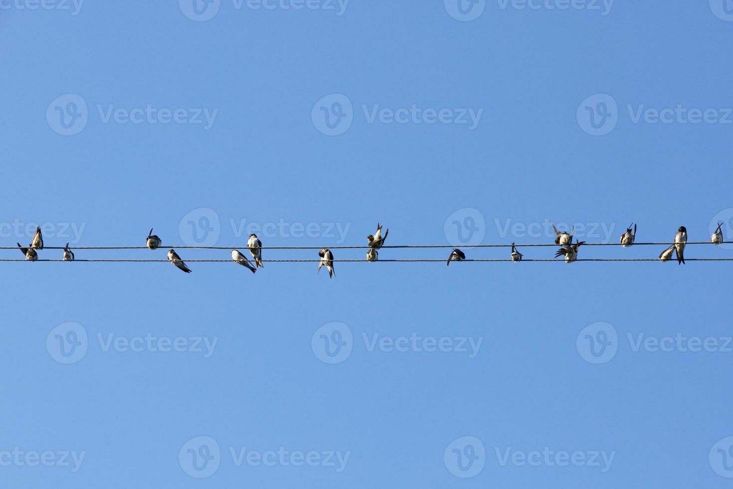 Many birds, swallows or martlets, swifts sit on wires against the background of the blue sky. Copy space. photo