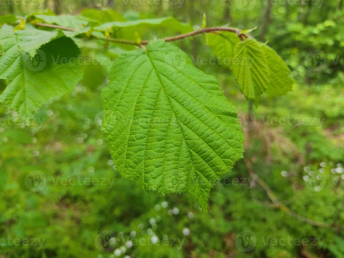 una rama de un árbol con una hoja verde sobre un fondo de hierba y bosque. foto