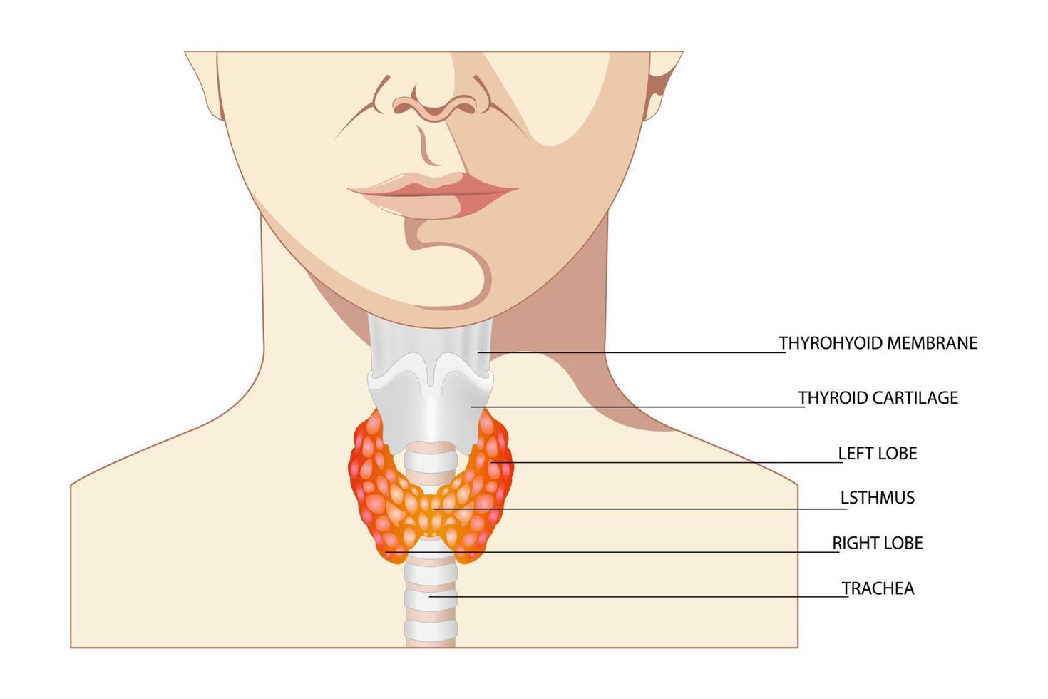 ront view of the thyroid gland and trachea on a white background. Human body organs anatomy icon with description. Thyroid diagram sign. vector