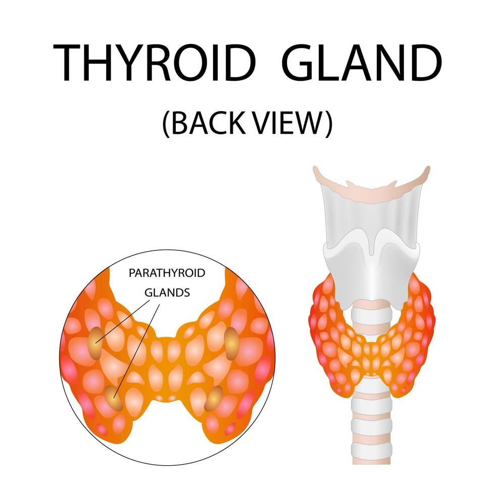 Thyroid anatomy ,including throat, protective gland, and trachea. vector
