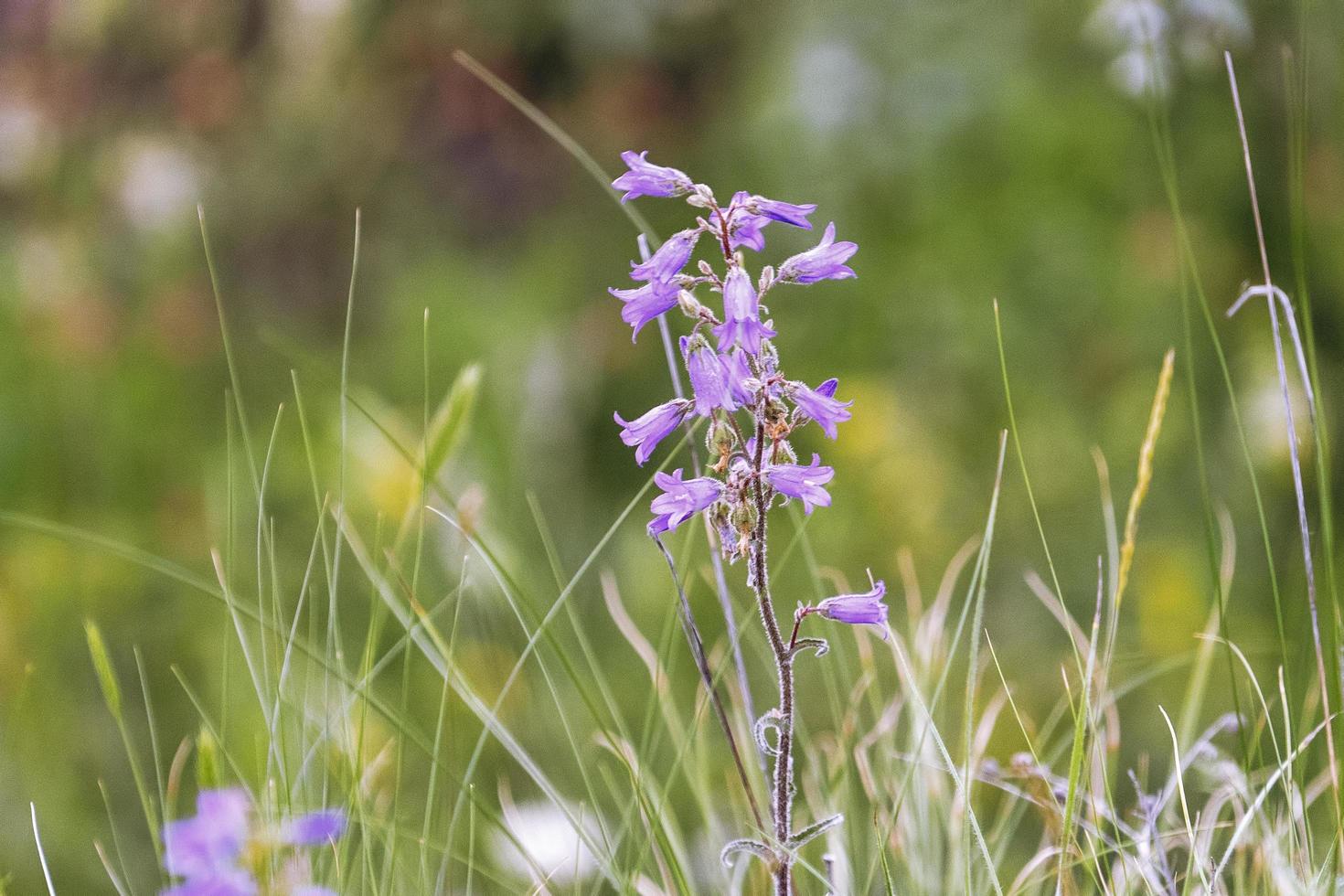 Natural background with bluebell flowers in the grass photo