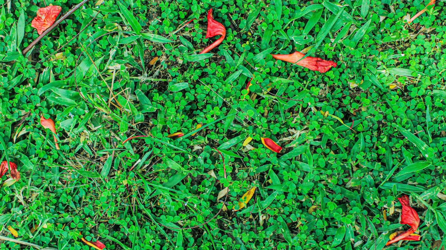 Top View of green leaves background with a few red flowers that fall. Green leaf background. Green artificial grass texture and background. Green backdrop and wallpaper. Copy space for your text. photo